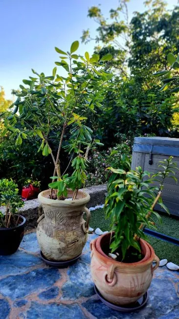 Les plantes de la terrasse