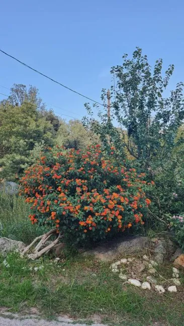 Les arbres du jardin